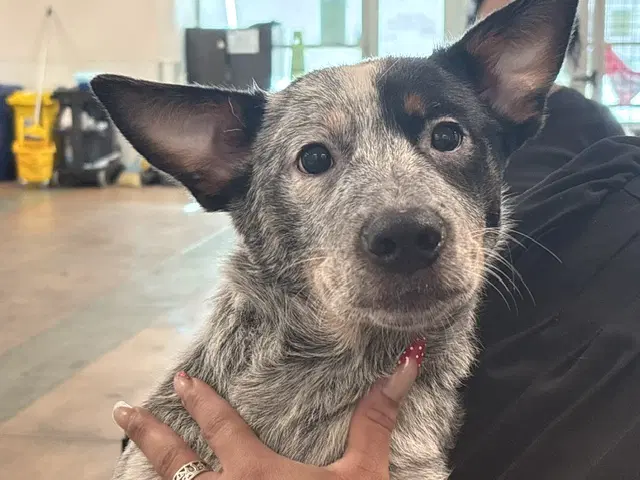 Bruno - Australian Cattle Dog/Blue Heeler