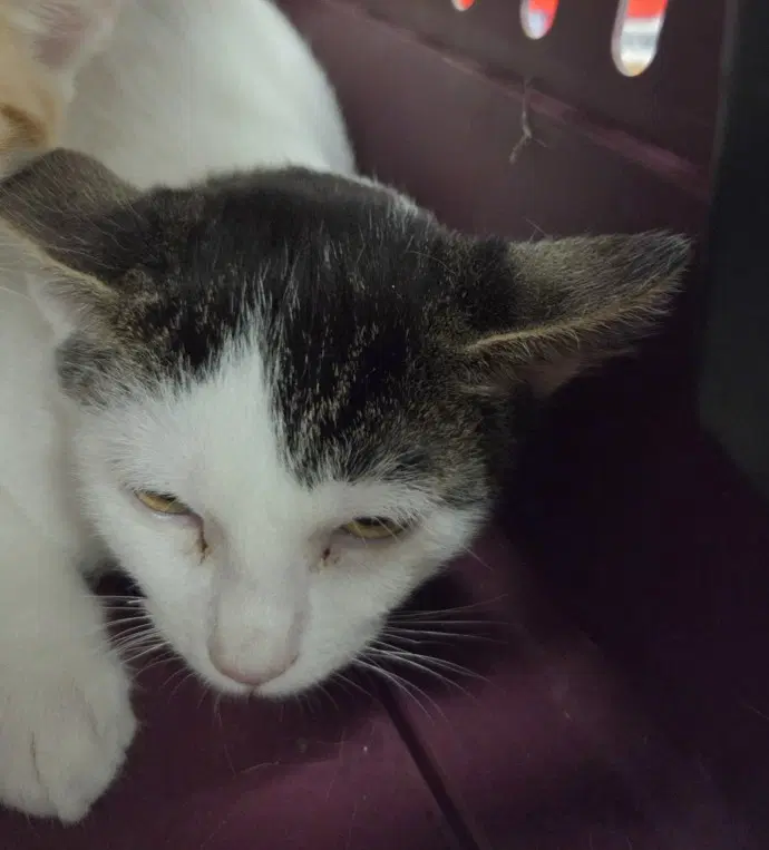Pepe - Domestic Medium Hair