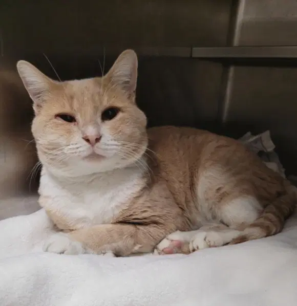 Bingo - Domestic Short Hair