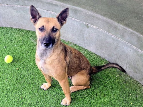 Tracy, German Shepherd Dog / Mixed (medium coat)