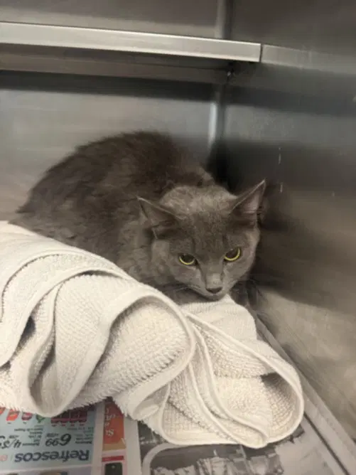 Shaila - Domestic Medium Hair
