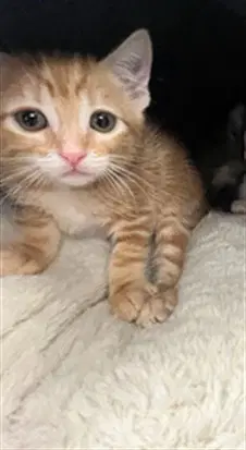 Felix - Domestic Short Hair