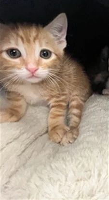 Felix