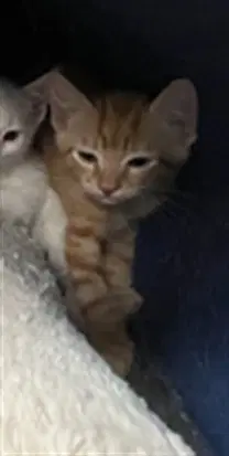 Barnaby - Domestic Short Hair