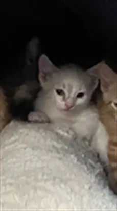 Luna - Domestic Short Hair
