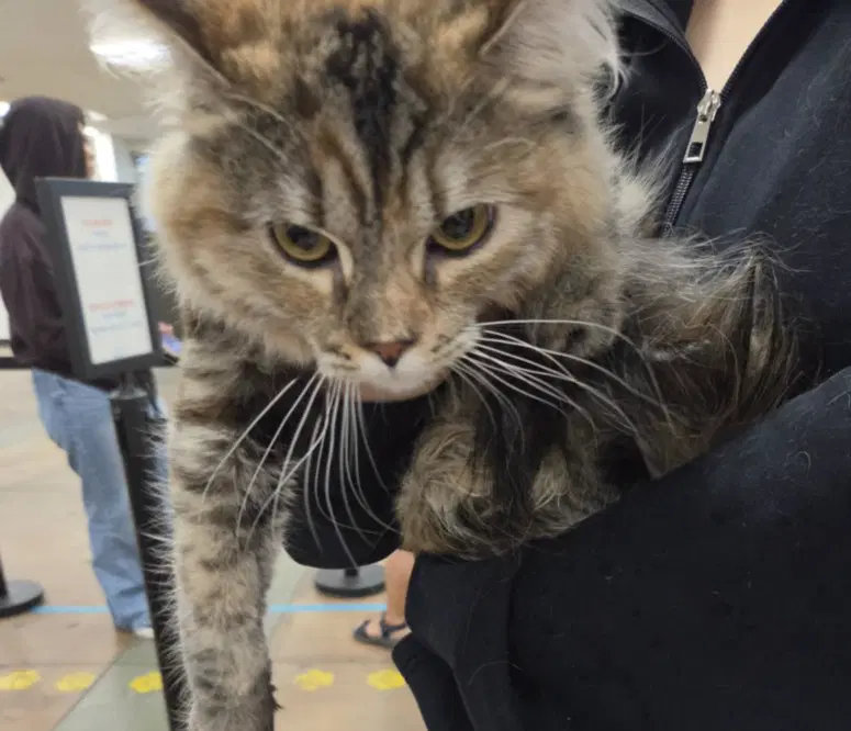 Luna - Domestic Short Hair