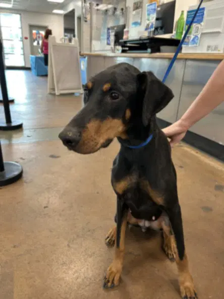 Zenna - Doberman Pinscher