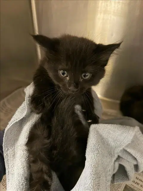 Odell - Domestic Short Hair