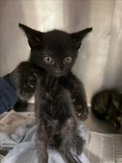 Zaley - Domestic Short Hair
