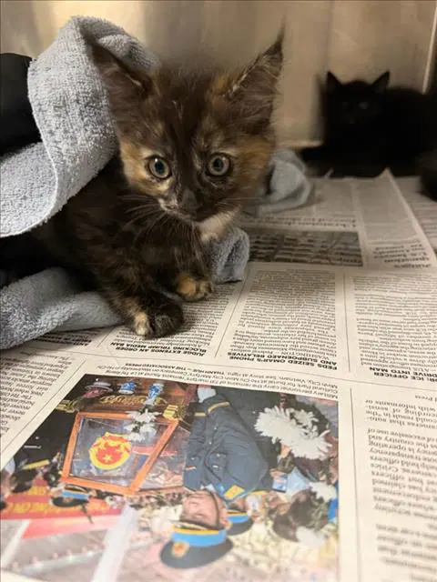 Kori - Domestic Short Hair