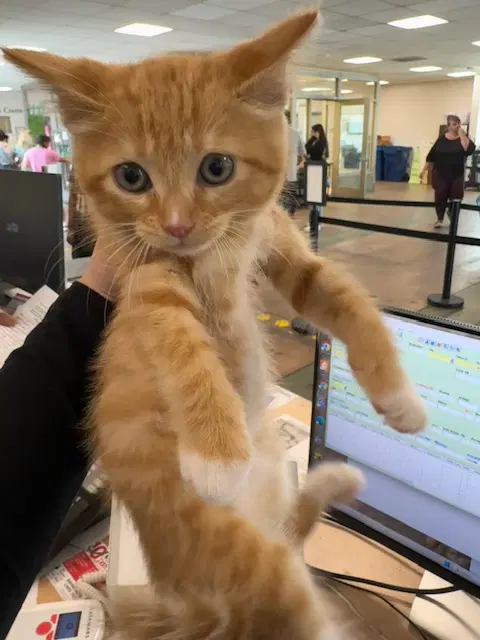 Shortcake - Domestic Short Hair