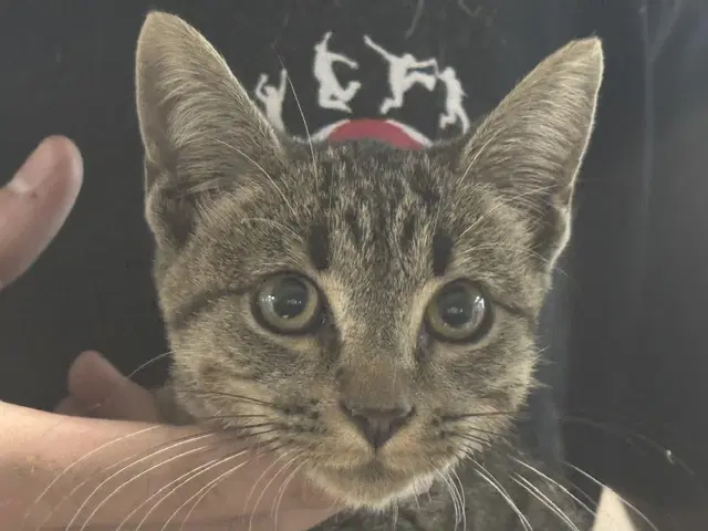 Haven - Domestic Short Hair