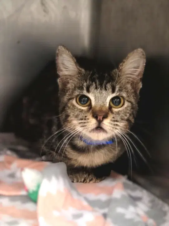Cucu - Domestic Short Hair
