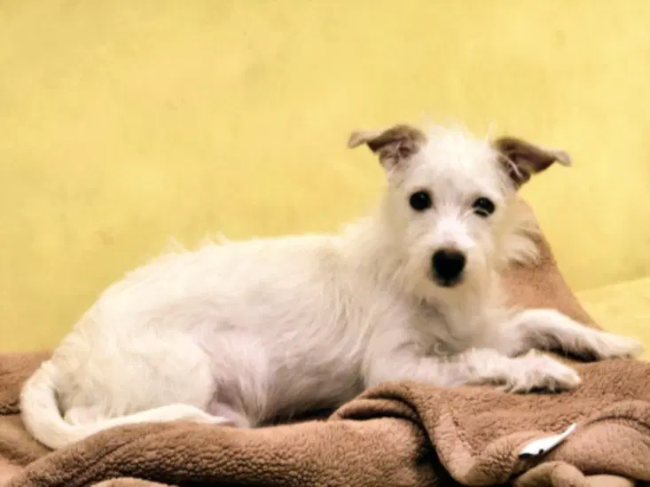 Baxter - Toy Fox Terrier