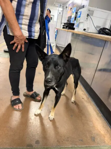 Libby - Australian Kelpie