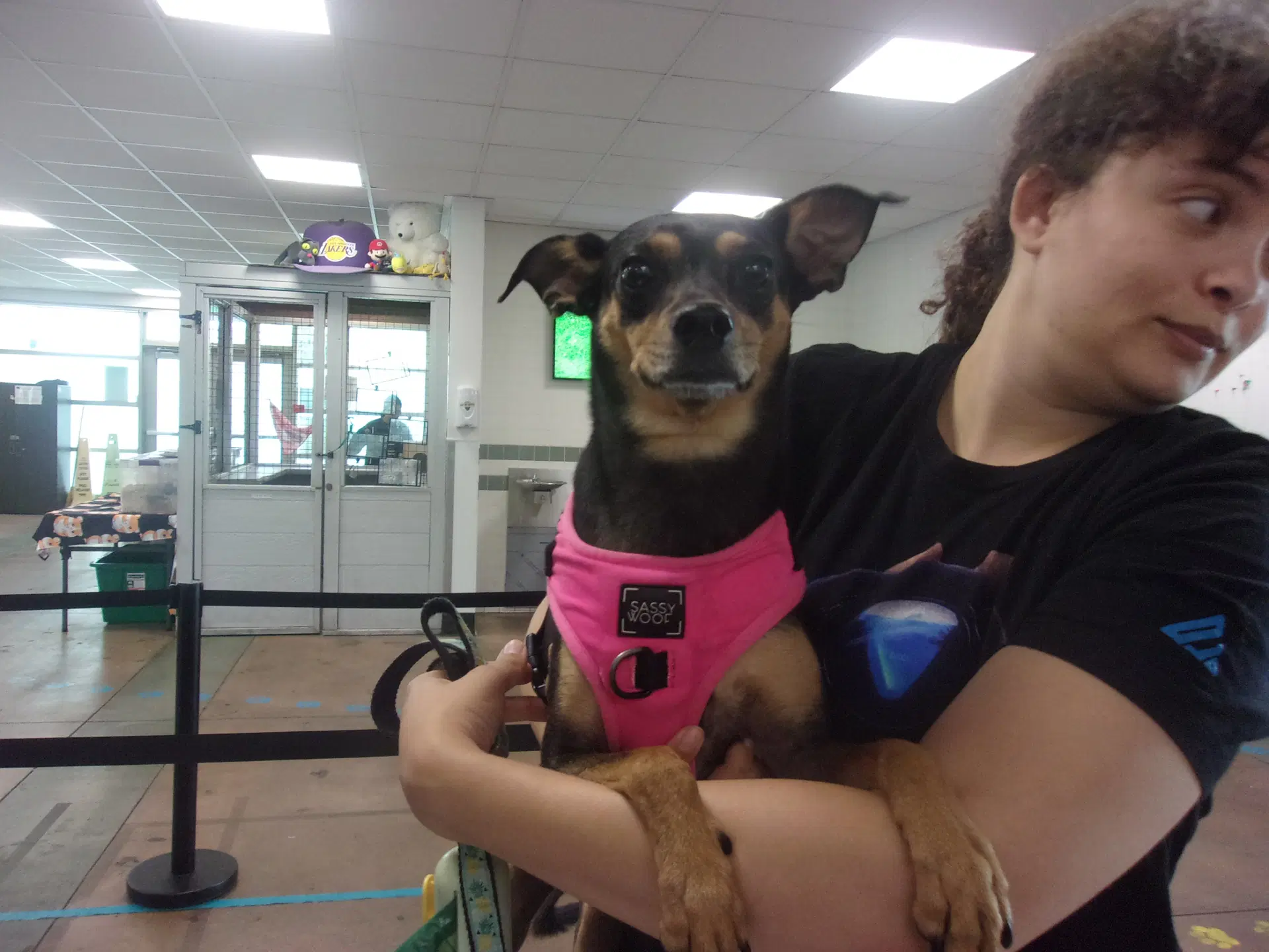 Lola - Chihuahua