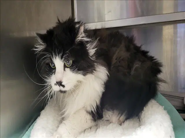 Roxy - Domestic Long Hair