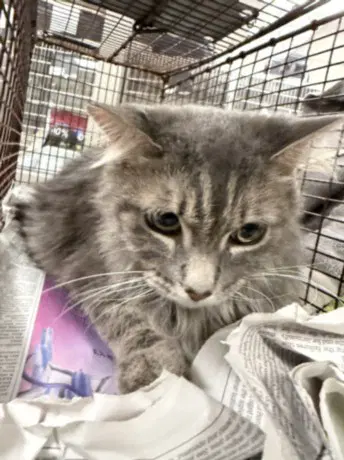 Nala - Domestic Short Hair
