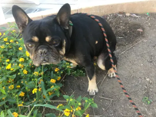 Maxwell - French Bulldog