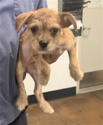 Mini - Chihuahua