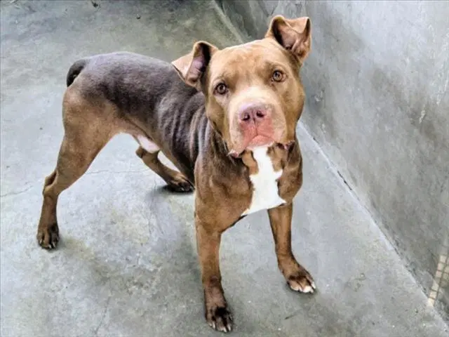Mr D - American Staffordshire Terrier