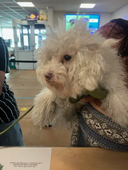 Zero - Maltese