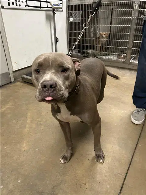 Luna - Pit Bull Terrier