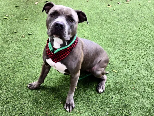Luna - Pit Bull Terrier