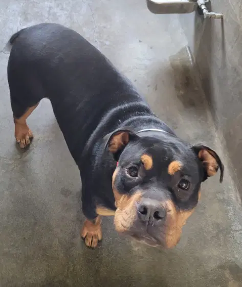Whisky - Rottweiler