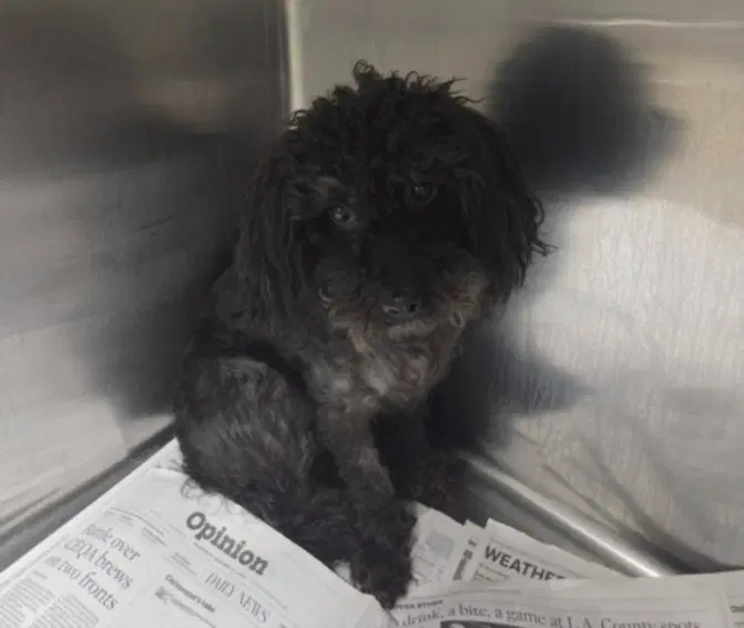Jocote - Poodle (Miniature)