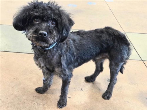 Jocote, Poodle (Miniature) / Mixed (medium coat)