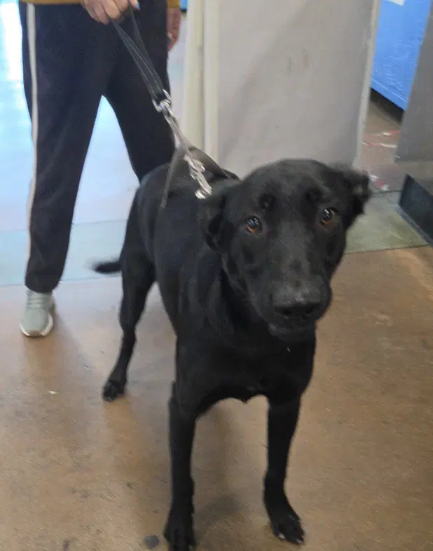 Tomasa - Labrador Retriever