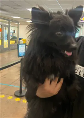 Oso - Pomeranian