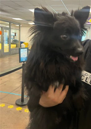 Oso