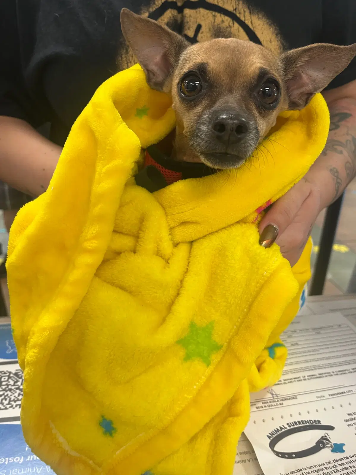 Scrappy - Chihuahua