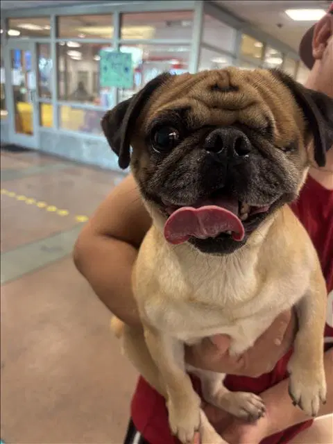Octavio - Pug