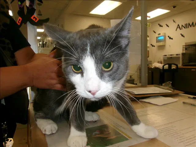 Bonie - Domestic Short Hair