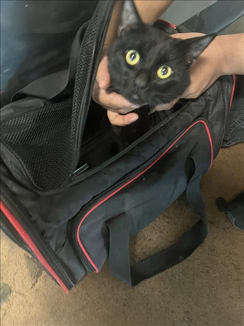 MATEO