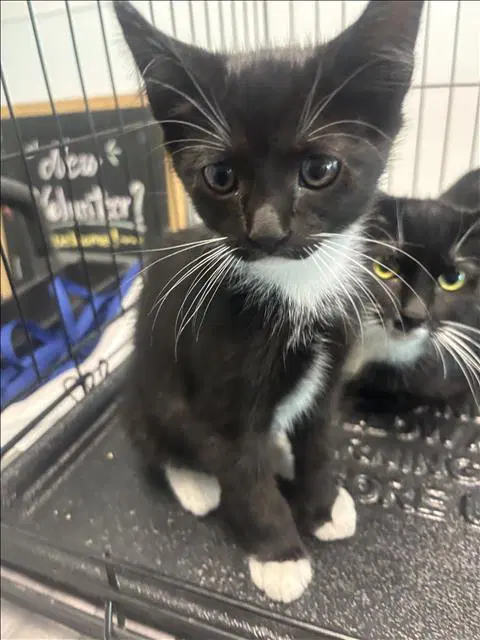 Baby - Domestic Short Hair
