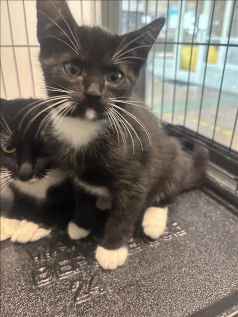 Baby - Domestic Short Hair