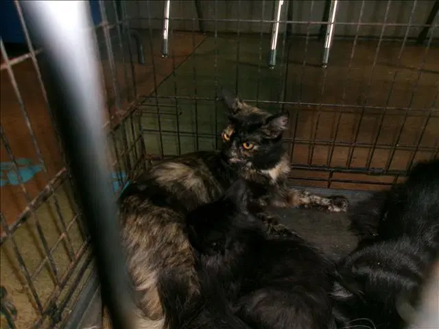 Stela - Domestic Short Hair