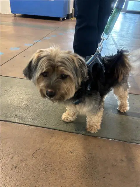 Paco - Yorkshire Terrier Yorkie