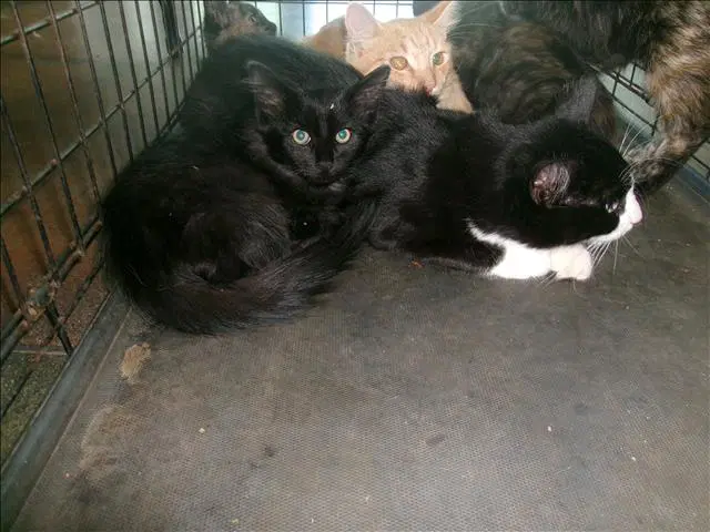 Shadow - Domestic Medium Hair