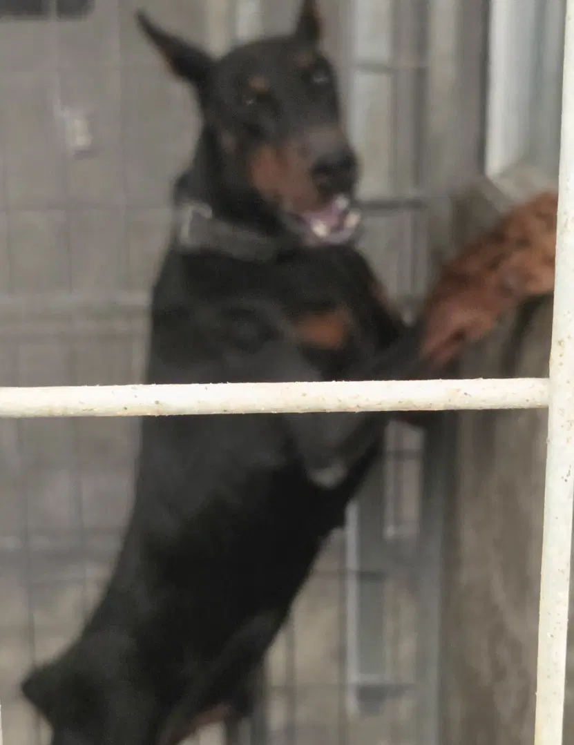 Cobra - Doberman Pinscher