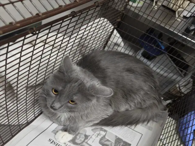 Mochi - Domestic Medium Hair