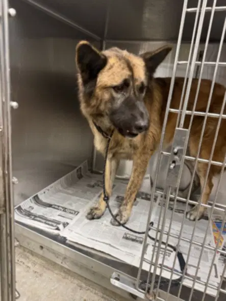 Gwen - German Shepherd Dog