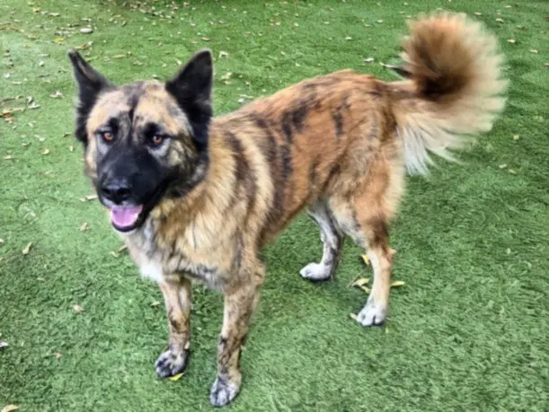Gwen - German Shepherd Dog