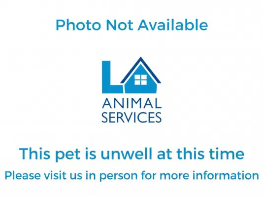 Unknown - Domestic Medium Hair