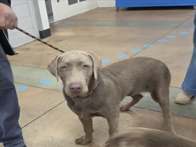 Osiris - Weimaraner