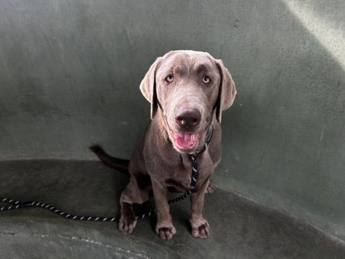 Osiris, Weimaraner (medium coat)